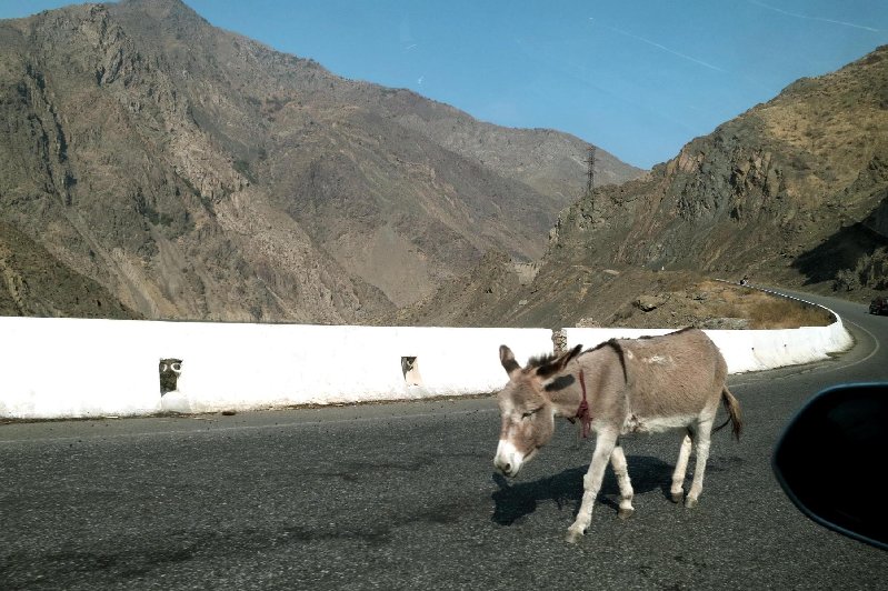 Road Donkey