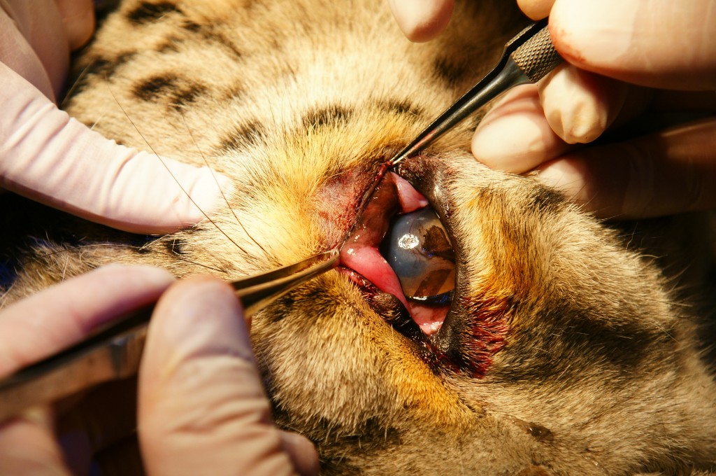 Eye Surgery on Snow Leopards | GlobeStories