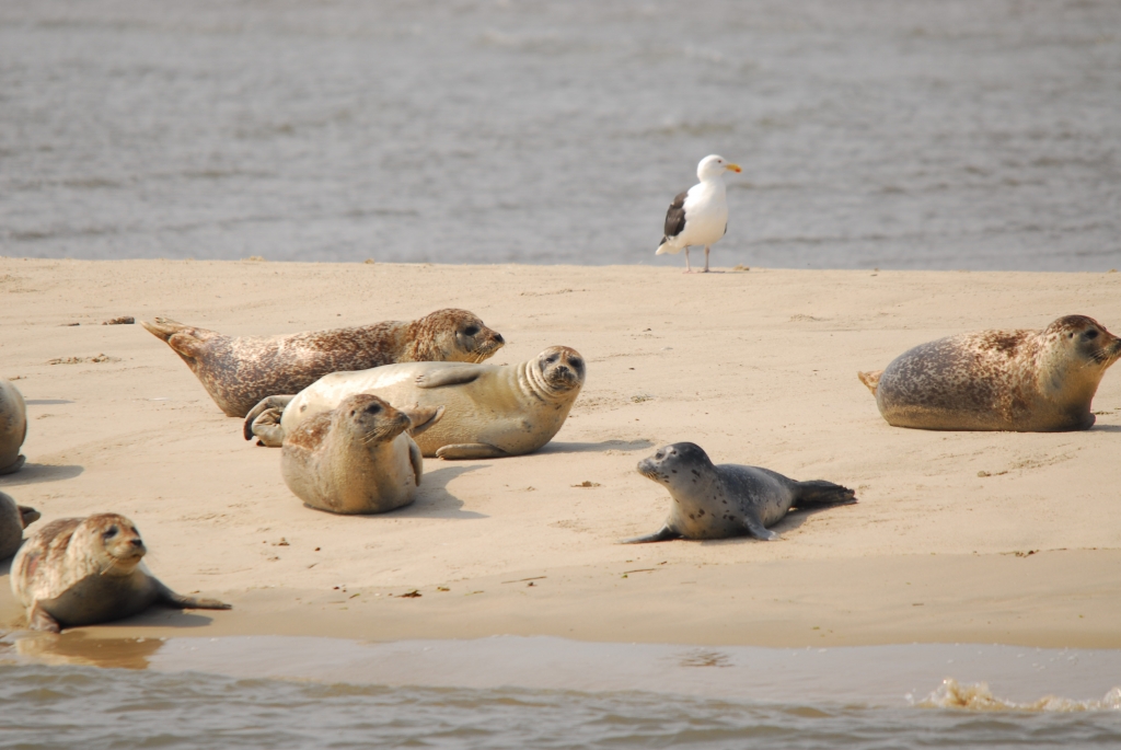 Seehunde auf Sandbank ©Seehundstation Norddeich 