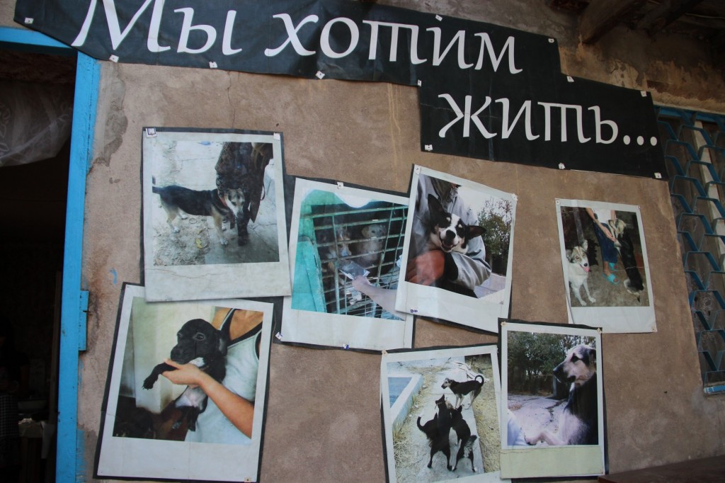 Plakat der Tierschutzorganisation