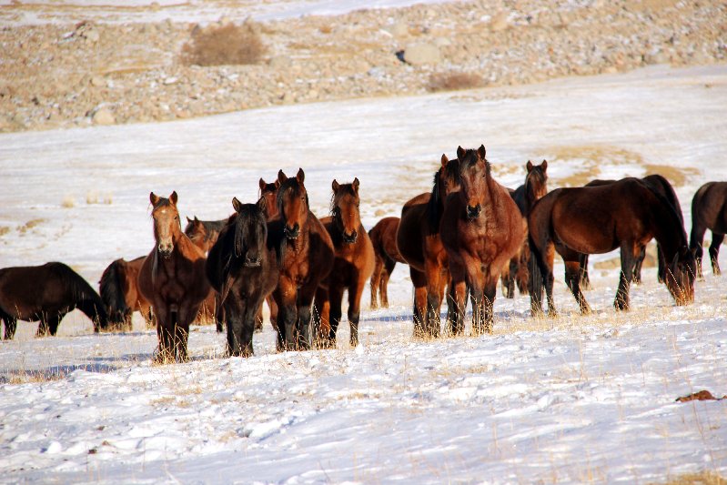 Kyrgyz Horses - Outside at all Times